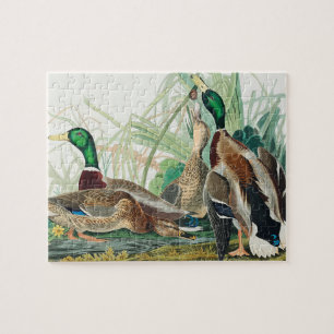 Mallard Duck from Birds of America (Audubon)