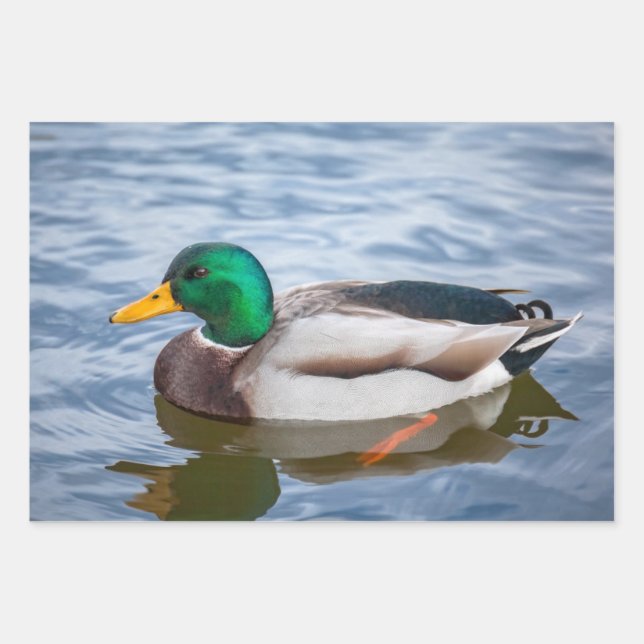 Mallard Duck Geschenkpapier Set (Vorderseite)