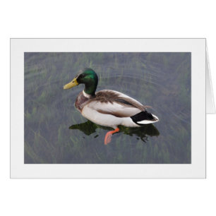 Mallard Duck (grenzt)