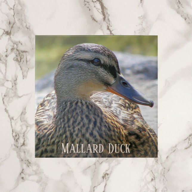 Mallard Duck Hen Foto Keramik Tile Fliese (In Situ)