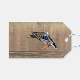 Mallard Duck im Flug Geschenkanhänger