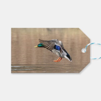 Mallard Duck im Flug Geschenkanhänger