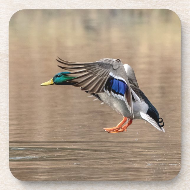 Mallard Duck im Flug Getränkeuntersetzer (Vorderseite)