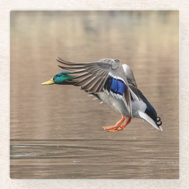 Mallard Duck im Flug Glasuntersetzer (Vorderseite)