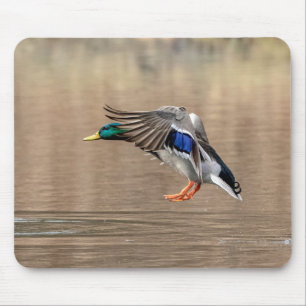 Mallard Duck im Flug Mousepad