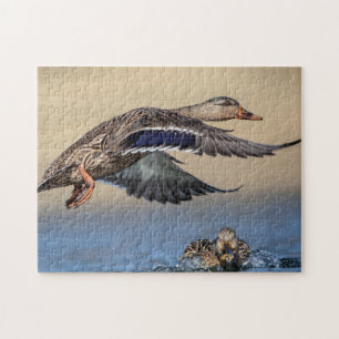 Mallard Duck im Hudson Valle