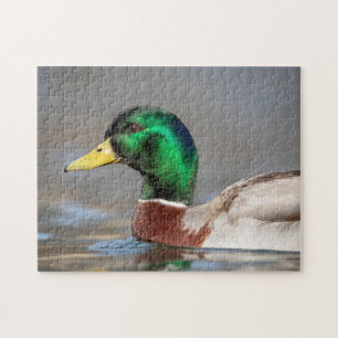 Mallard Duck im Hudson Valley