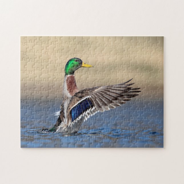 Mallard Duck im Hudson Valley (Horizontal)