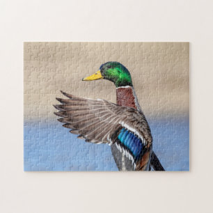 Mallard Duck im Hudson Valley