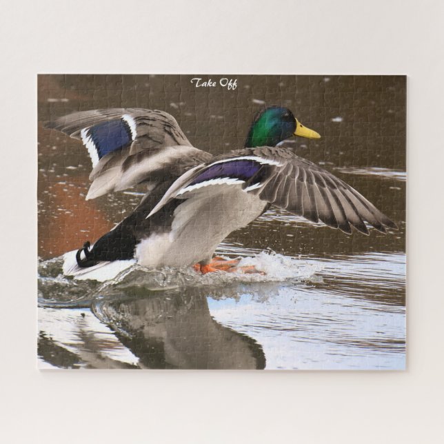Mallard Duck in Flight (Horizontal)