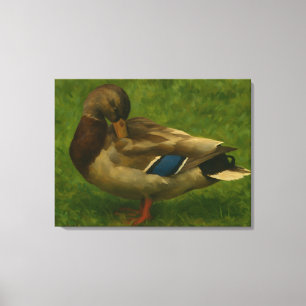 Mallard Duck in Meadow Light Leinwanddruck