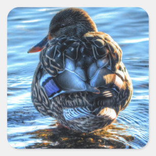 Mallard Duck in Winter River - Wildlife Foto Quadratischer Aufkleber
