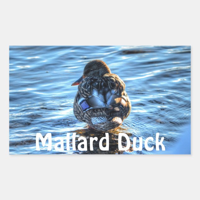 Mallard Duck in Winter River - Wildlife Foto Rechteckiger Aufkleber (Vorderseite)
