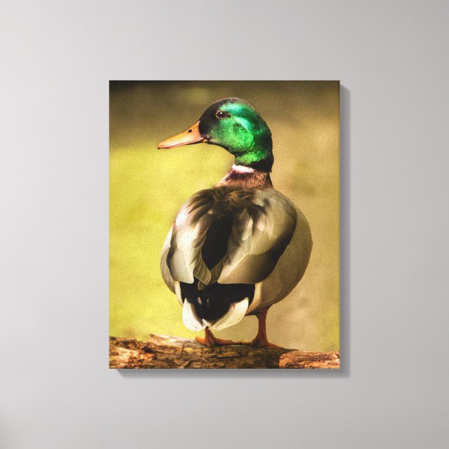 Mallard Duck Leinwanddruck (Vorderseite)