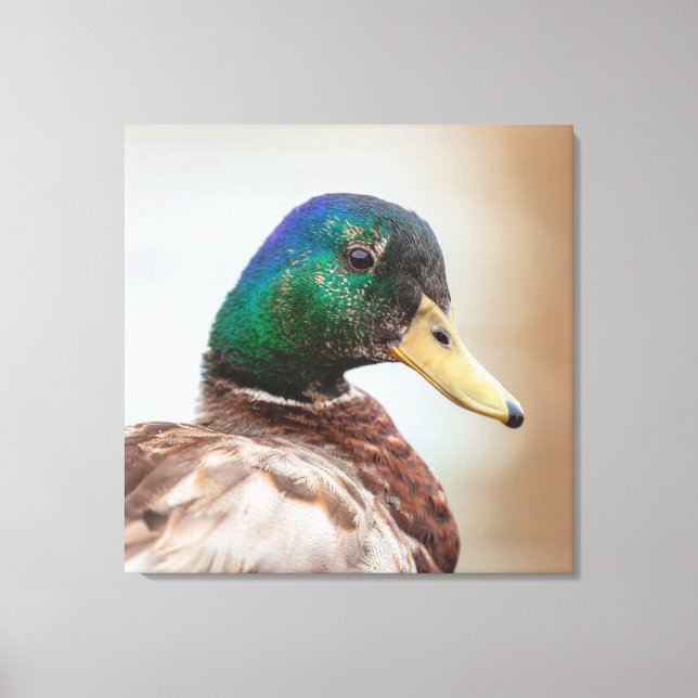 Mallard Duck Leinwanddruck (Vorderseite)
