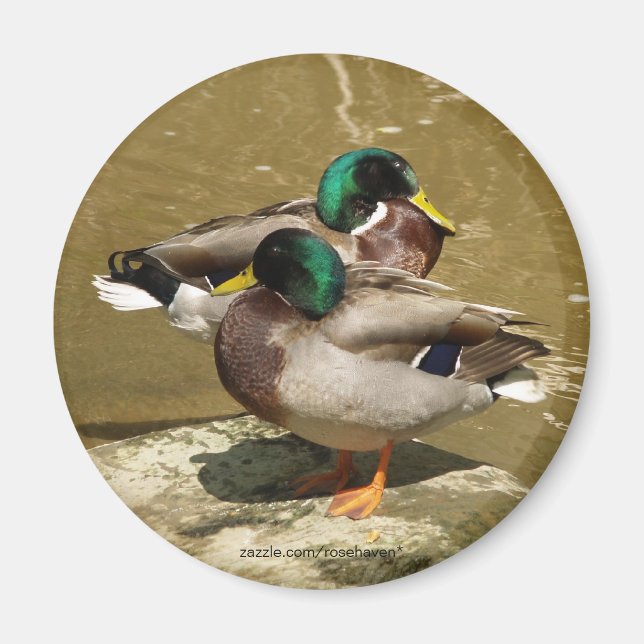 Mallard Duck Magnet (Vorne)