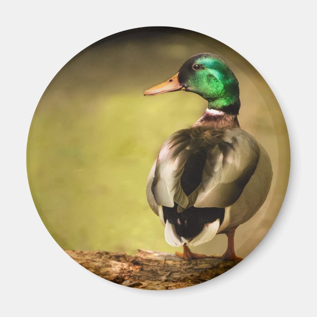 Mallard Duck Magnet (Vorne)