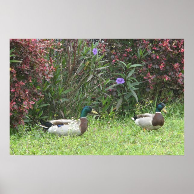 Mallard Duck Male Poster (Vorne)