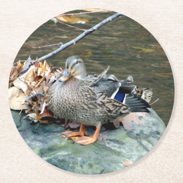Mallard Duck on Mossy Rock (Female Paper Untersetz Runder Pappuntersetzer (Vorderseite)