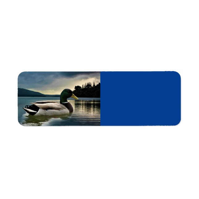 Mallard Duck on The Lake (Vorne)