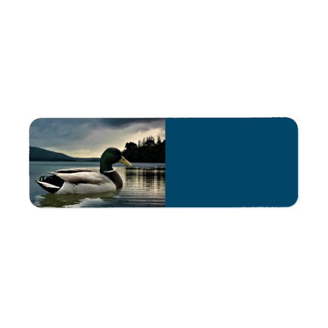 Mallard Duck on The Lake (Vorne)