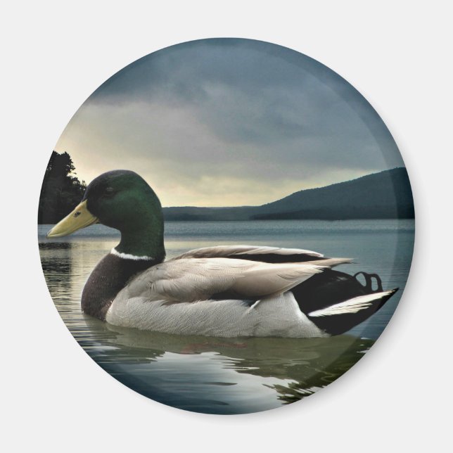 Mallard Duck on The Lake Magnet (Vorne)