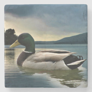 Mallard Duck on The Lake Steinuntersetzer