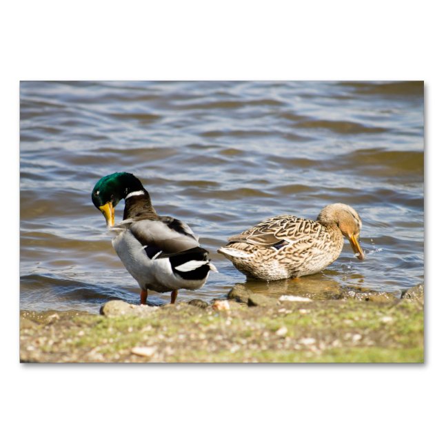 Mallard Duck Paar Tischnummer (Vorderseite)