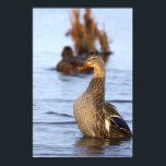Mallard Duck Photo Poster<br><div class="desc">Mallard Duck Photo Poster</div>