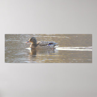 Mallard Duck Photo Poster
