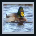Mallard Duck Photo Poster<br><div class="desc">Mallard Duck Photo Poster</div>