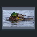 Mallard Duck Photo Poster<br><div class="desc">Mallard Duck Photo Poster</div>
