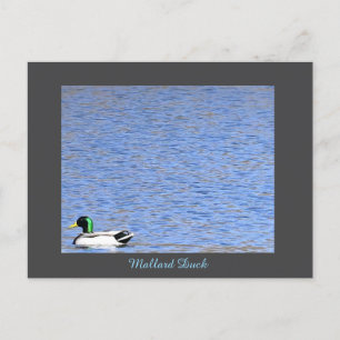Mallard Duck Postcard Feiertagspostkarte