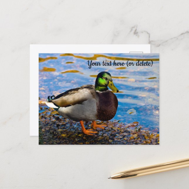 Mallard Duck Postcard Postkarte (Vorderseite/Rückseite Beispiel)