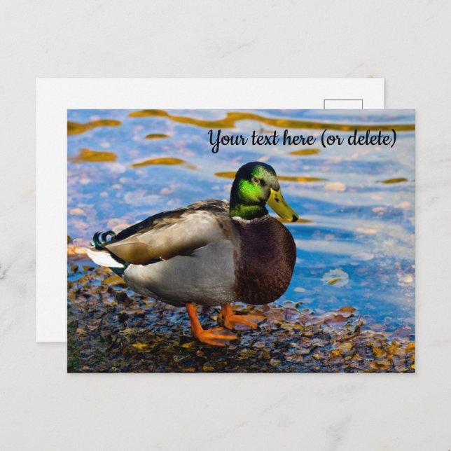 Mallard Duck Postcard Postkarte (Vorne/Hinten)