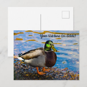 Mallard Duck Postcard Postkarte