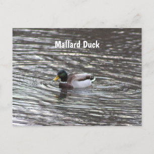 Mallard Duck Postcard Postkarte