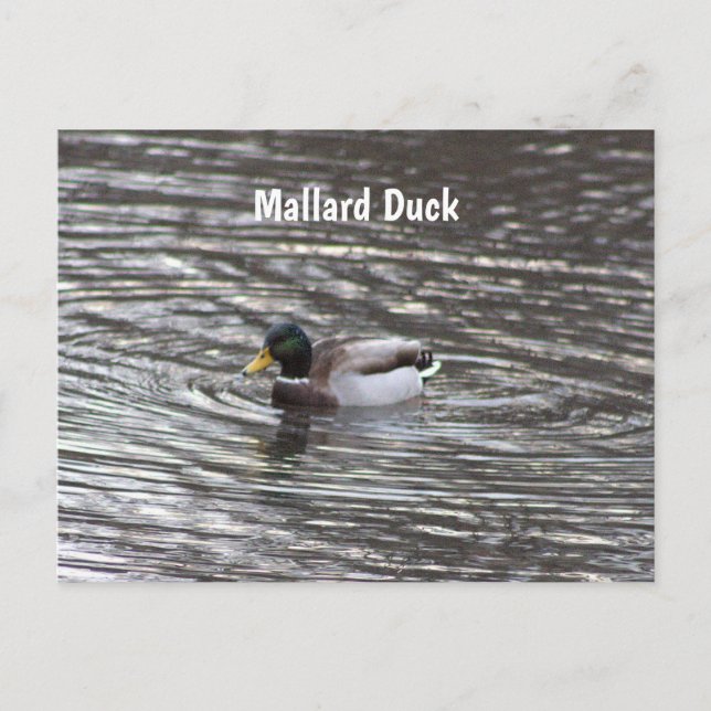 Mallard Duck Postcard Postkarte (Vorderseite)