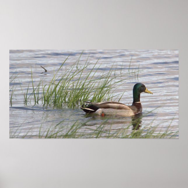 Mallard Duck Poster (Vorne)