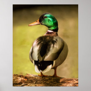 Mallard Duck Poster
