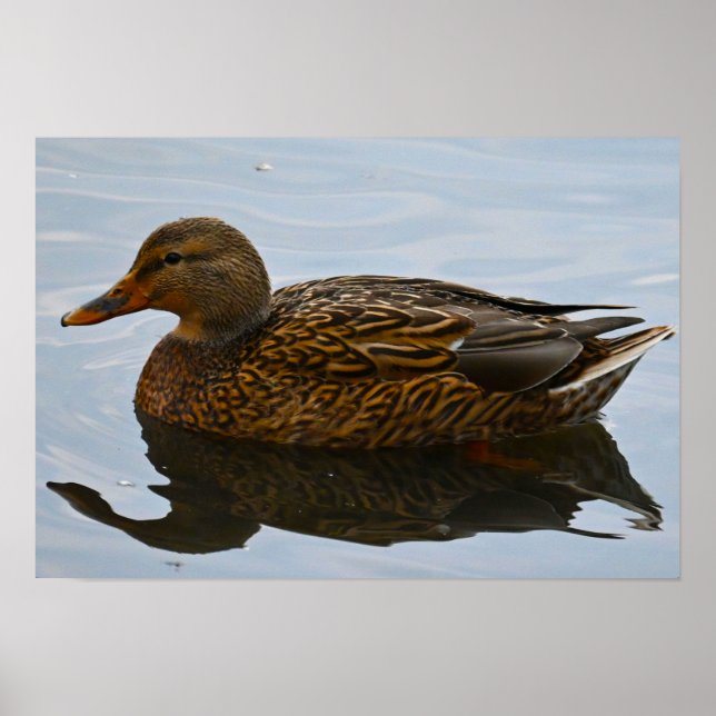Mallard Duck Poster (Vorne)