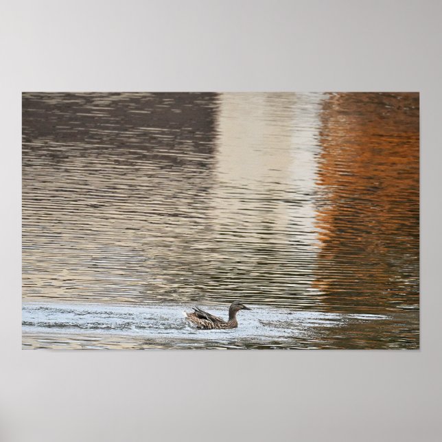 Mallard Duck Poster (Vorne)