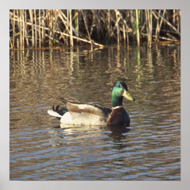 Mallard Duck Poster (Vorne)