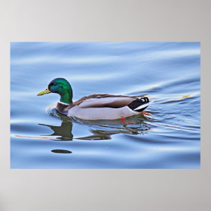 Mallard Duck Poster