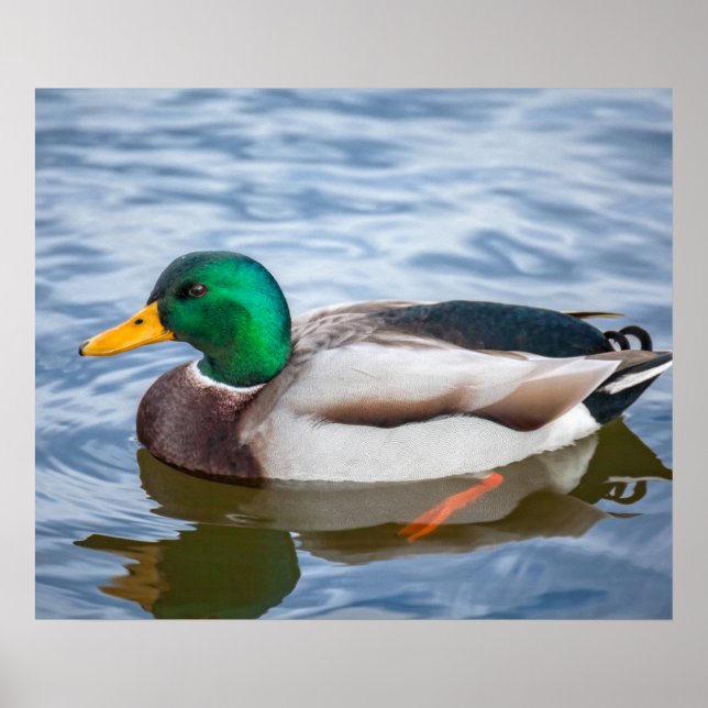 Mallard Duck Poster (Vorne)