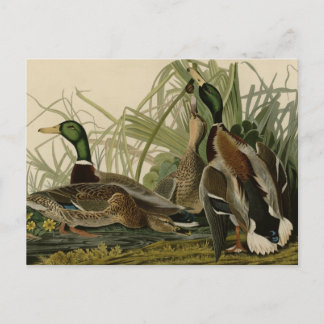 Mallard Duck Postkarte