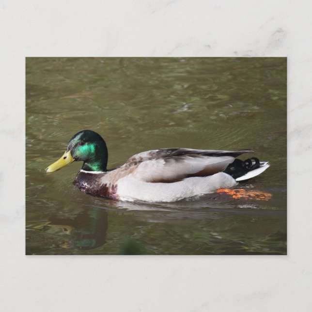 Mallard Duck Postkarte (Vorderseite)