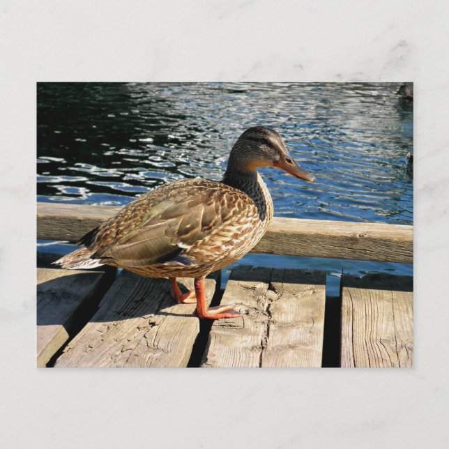 Mallard Duck Postkarte (Vorderseite)