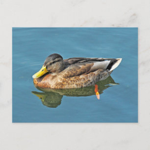 Mallard Duck, Roath Park Lake, Cardiff, Wales. Postkarte