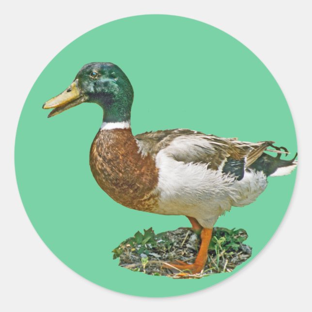 Mallard Duck Runder Aufkleber (Vorderseite)